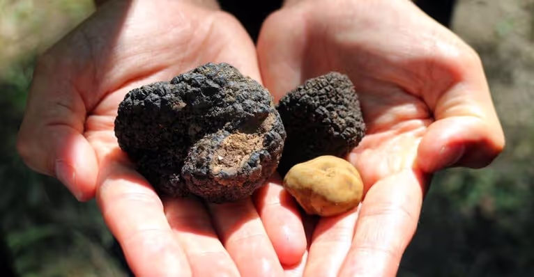 Piemonte White Truffle