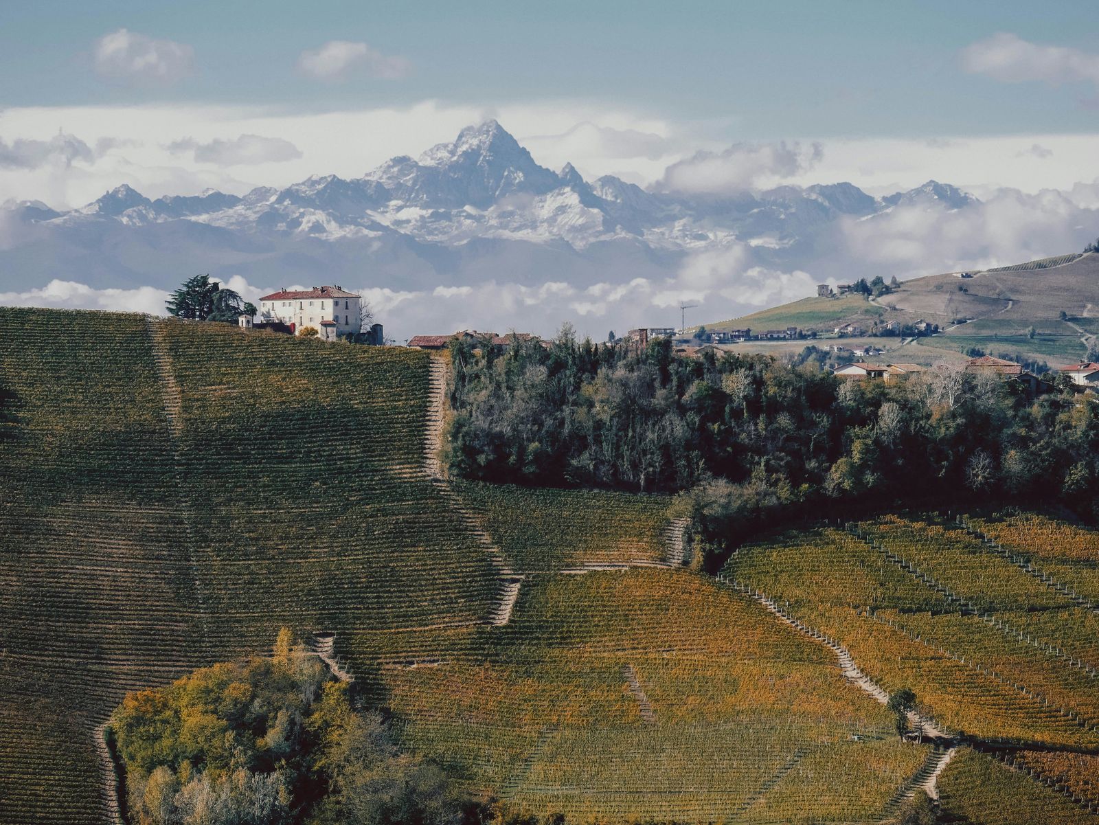Vineyard-covered hills in Piedmont with snow-capped mountains in the distance.
